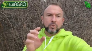 Вот для чего я обрывал круглые почки на смородине. Но этого мало! Немедленно проведите обследование!