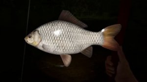 Russian Fishing 4 37 серия Приключение продолжается