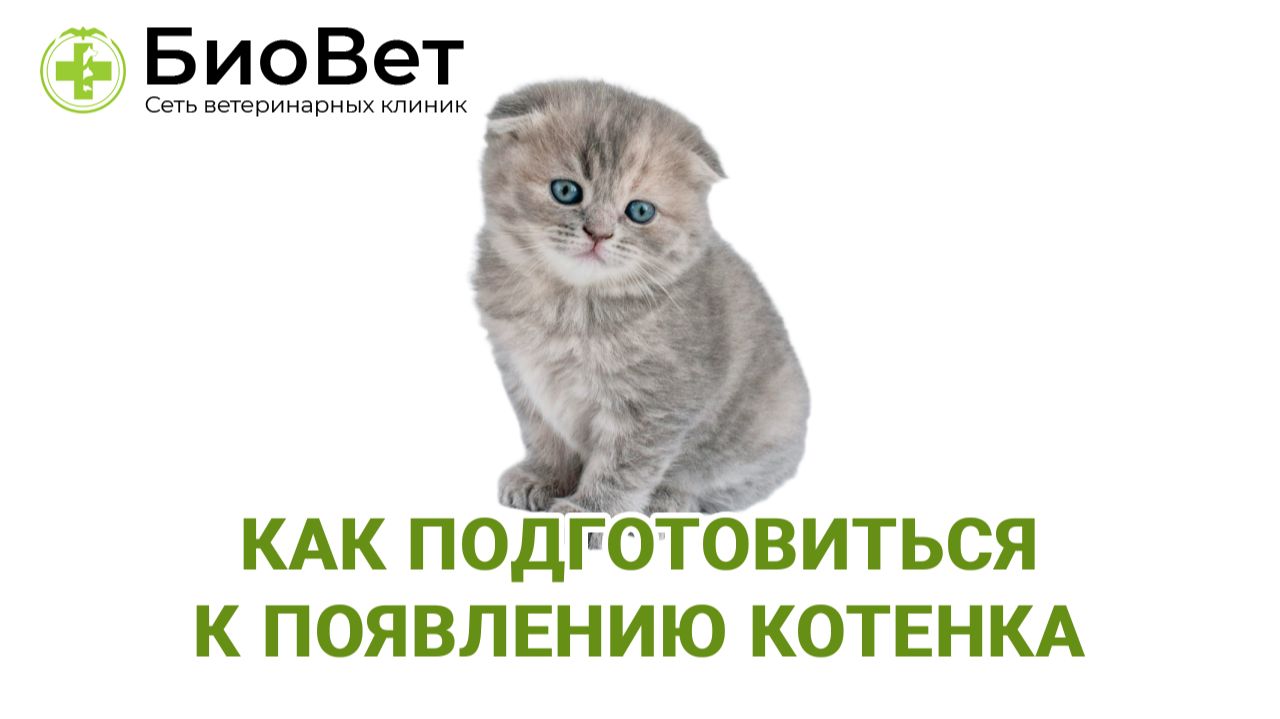 Как подготовиться к появлению котенка смотреть онлайн