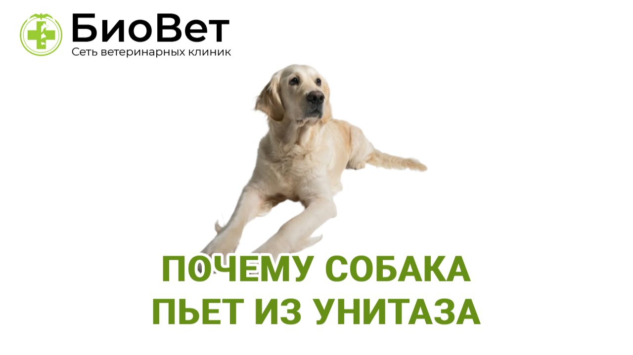 Почему собака пьет из унитаза смотреть онлайн