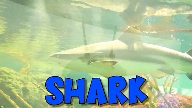 I saw a SHARK at the Aquarium!