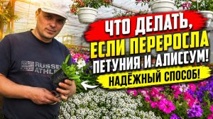 ЧТО ДЕЛАТЬ, ЕСЛИ ПЕРЕРОСЛА ПЕТУНИЯ И АЛИССУМ-РАДИКАЛЬНЫЙ, НО НАДЁЖНЫЙ СПОСОБ.