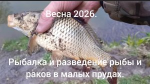 Рыбалка и разведение рыбы и раков в малых прудах. ( весна 2026)