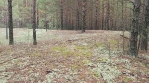 ОХОТА НА ЛОСЯ И ГЛУХАРЯ