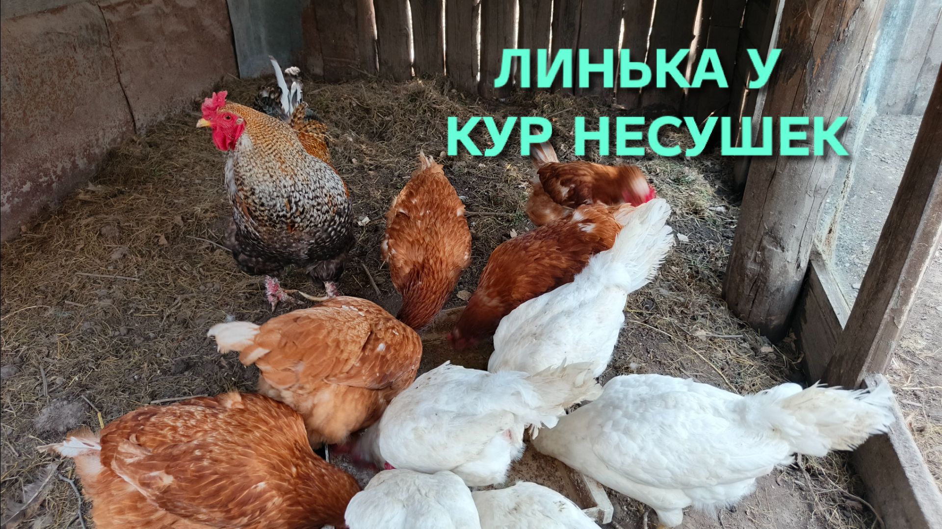 Куры полысели Что давать курам-несушкам во время линьки