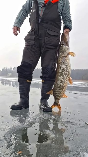 Крокодил в прямом эфире!! #fishing #зимняярыбалка #рыбалка #