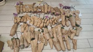 1 огромная коробка или 5 ящиков орхидей❗❗❗🤯