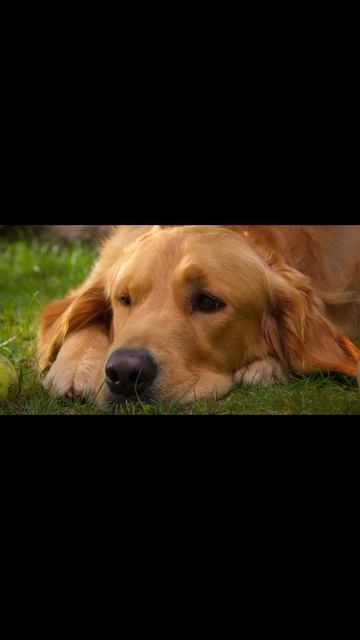 Air Bud Returns 2027