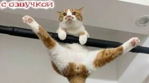 Смешные Кошки-Коты 2025 😸Лучшие приколы с кошками и Животными!😸 Кошки😸 Животные- Смешное видео!