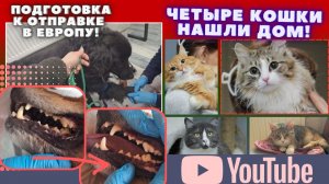 Пролетел через всю страну!  Стало плохо, отказ от еды...