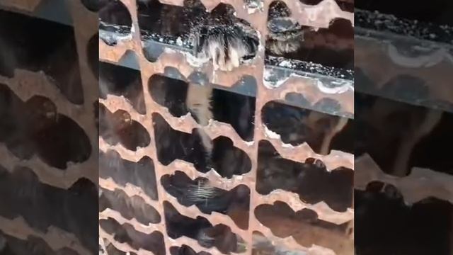 Уфа, Башкирия
Попали в отлов вот  такие собаки!😰Добрые и ласковые 
Пожалуйста, сделайте репост🙏