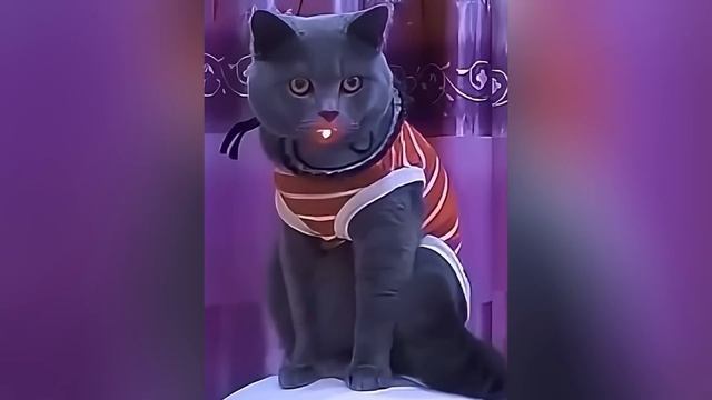 Забавные животные (5)
