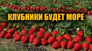 Всего 1 ложку под клубнику и она завалит вас ягодами. Срочно внесите уже сейчас под куст клубники