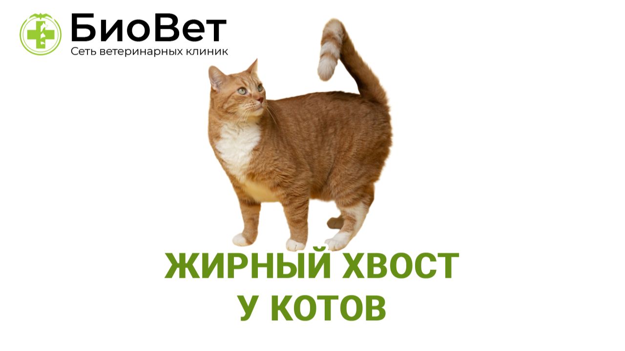Жирный хвост у котов смотреть онлайн