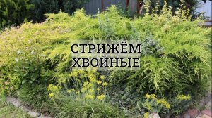 Омолаживаем можжевеловый рокарий.