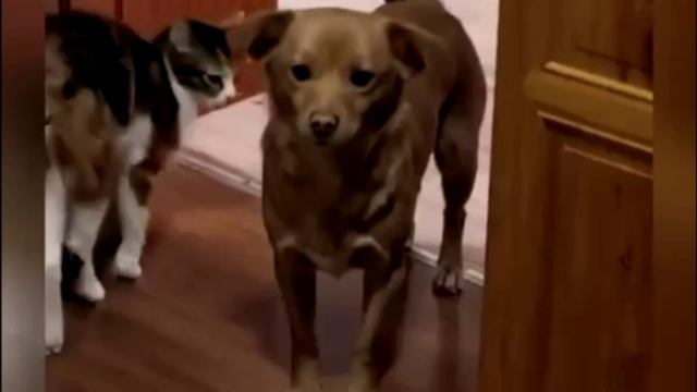 Заставка для видео Котенок и собачка № 552