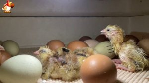 Мы снимали инкубатор 7 часов ночью… и дождались чуда (10)
