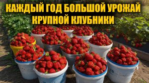 Срочно подкормите КЛУБНИКУ весной в мае этим и будете собирать большой урожай крупной клубники