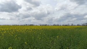 Как сработало Стартеко после второй обработки на озимом рапсе