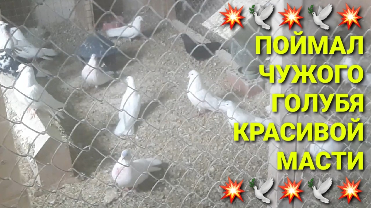 💥🕊💥 Поймал чужого голубя красивой масти. Николаевские голуби в Каменоломни.