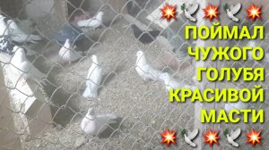 💥🕊💥 Поймал чужого голубя красивой масти. Николаевские голуби в Каменоломни.