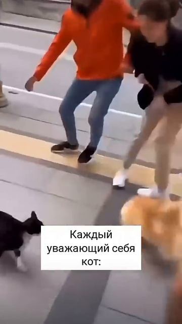 кот ,главный