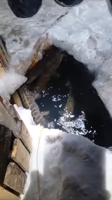 Замор #рыбалка #fishing #рыба #зимняяловлярыбы #жерлицы #
