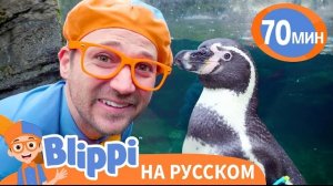 Блиппи изучает пингвинов в Зоопарке | Блиппи на русском