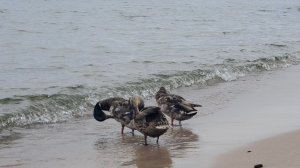 Море, морюшко Балтийское.🌊🌊🌊🌞🕊