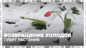 Возвращение холодов губит цветущие растения — Москва 24