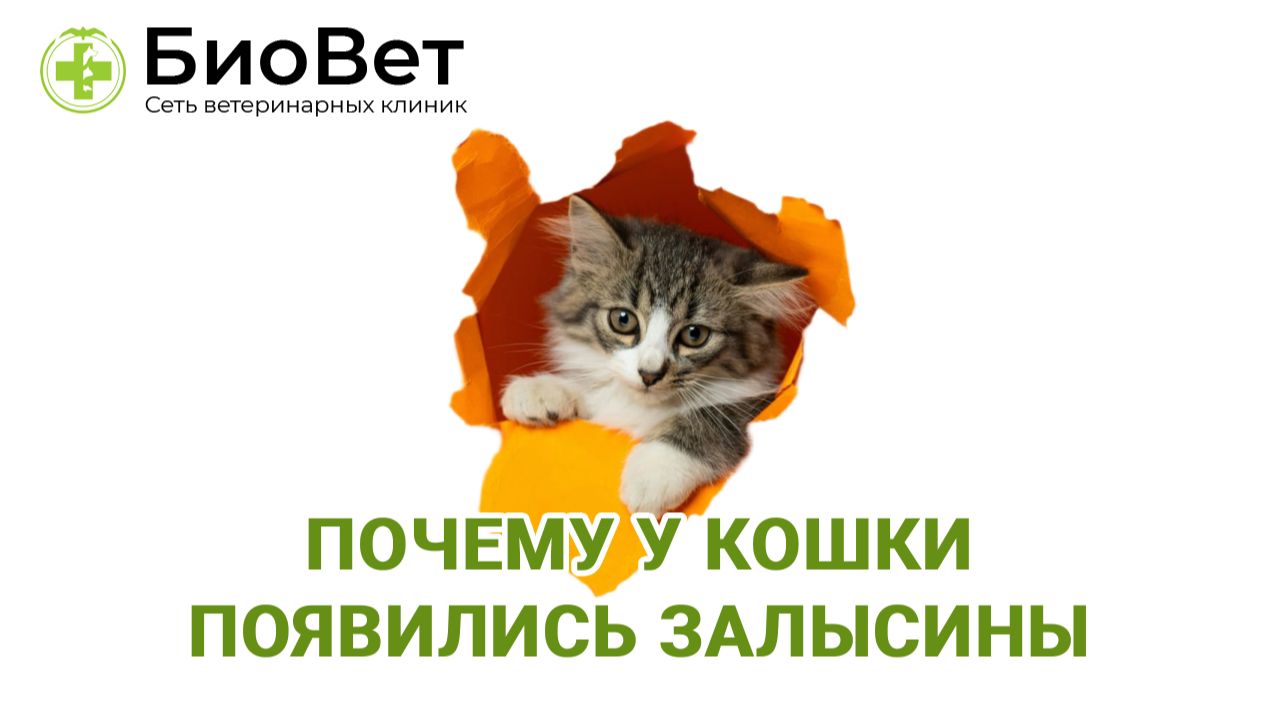Почему у кошки внезапно появились залысины без зуда смотреть онлайн