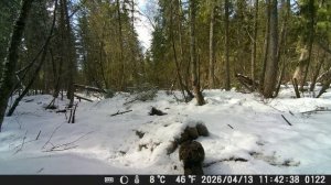 Видео от Красноярская тайга. Фотоловушки