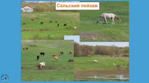 Сельские животные в Ростовской области: конь, овцы, коровы. 01.05.26