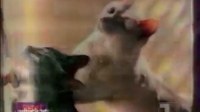 Реклама Whiskas 1994