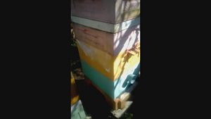 1 мая , температура в 9 часов утра плюс 6,5 градусов, смотрб какие пчелы уже летают