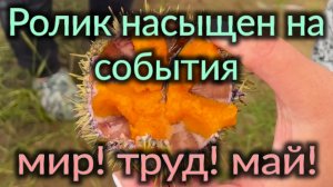 И рухнуло полдома! Всё в заботах, всё в делах...Мир! Труд! Май!