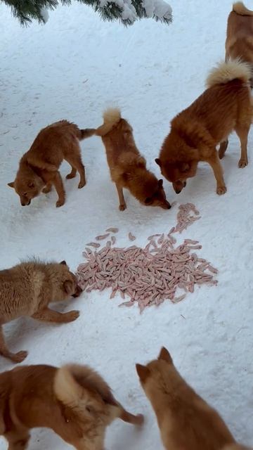 ШВЕДСКИЙ стол карело-финских лаек ALL-YOU-CAN-EAT For Finnish Spitz