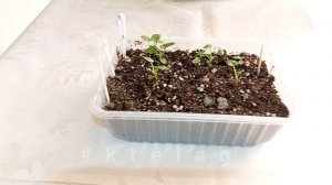 рассада🌱оптимальные сроки посадки