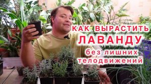 Простые правила по выращиванию лаванды.