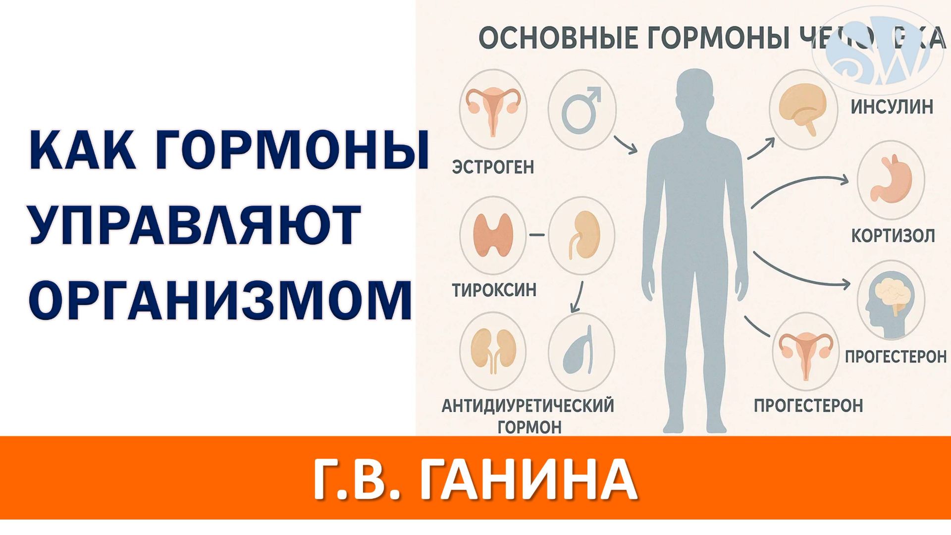 Как гормоны управляют организмом