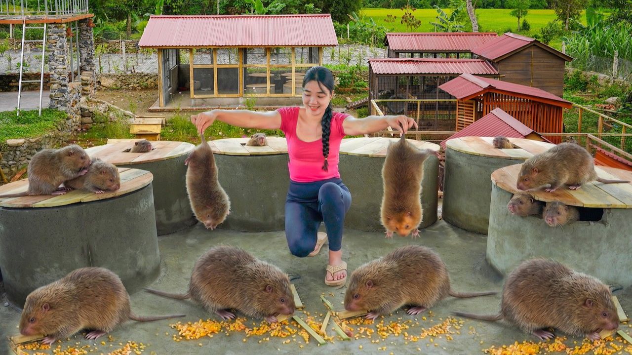 Методы выращивания бамбуковых крыс в цилиндрических бетонных конструкциях, с сетчатым ограждением.