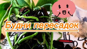 Будни!Пересадки,перевалочки!