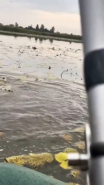 Карп боец