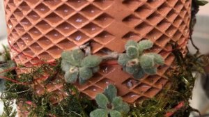 Редкие природные микро орхидеи. Нестандартное размещение на Terraplanter