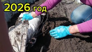 🍇1 МАЯ....РАСКРЫВАЮ ВИНОГРАД 🍇