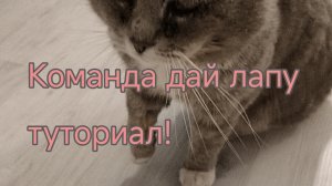 Как научить кота команде «Дай лапу»! ?| туториал обучения