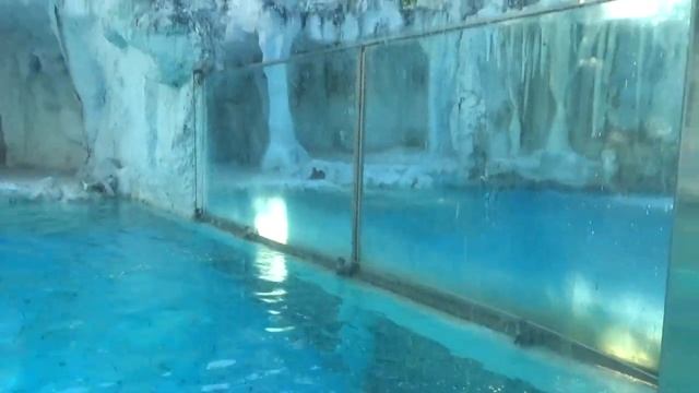 ВЛОГ Кормим ЖИРАФОВ в СУПЕР Сафари Парке - Детское виде