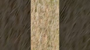 здеся уминя природа пасматри 👍👍👍👍👍👍👍👍👍👍