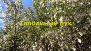 Тополиный пух