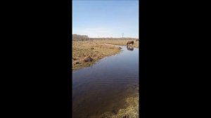 кони